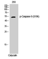 Caspase-9 (phospho Ser196) Polyclonal Antibody