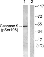 Caspase-9 (phospho Ser196) Polyclonal Antibody