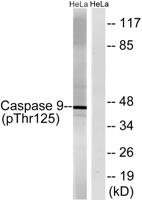 Caspase-9 (phospho Thr125) Polyclonal Antibody