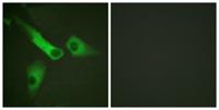 Caspase-9 (phospho Tyr153) Polyclonal Antibody