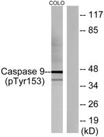 Caspase-9 (phospho Tyr153) Polyclonal Antibody