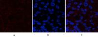 Catenin-β (phospho Ser37) Polyclonal Antibody