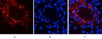 Catenin-β (phospho Ser37) Polyclonal Antibody