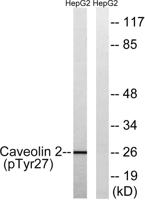 Caveolin-2 (phospho Tyr27) Polyclonal Antibody