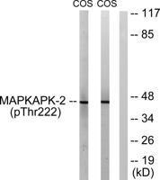 MAPKAPK-2 (phospho Thr222) Polyclonal Antibody