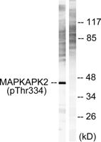 MAPKAPK-2 (phospho Thr334) Polyclonal Antibody