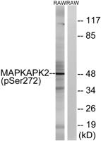 MAPKAPK-2 (phospho Ser272) Polyclonal Antibody