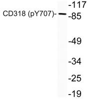 CD318 (phospho Tyr707) Polyclonal Antibody