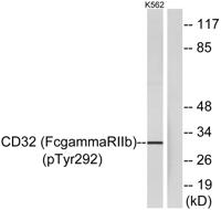 CD32 (phospho Tyr292) Polyclonal Antibody