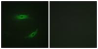 CD4 (phospho Ser433) Polyclonal Antibody