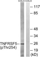 CD40 (phospho Thr254) Polyclonal Antibody