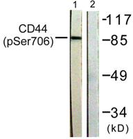 CD44 (phospho Ser706) Polyclonal Antibody