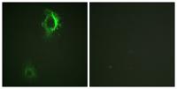 CD5 (phospho Tyr453) Polyclonal Antibody