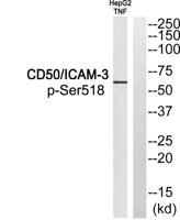 CD50 (phospho Ser518) Polyclonal Antibody