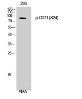 CD71/TfR (phospho Ser24) Polyclonal Antibody