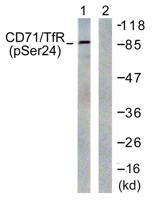 CD71/TfR (phospho Ser24) Polyclonal Antibody