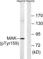 MAK (phospho Tyr159) Polyclonal Antibody