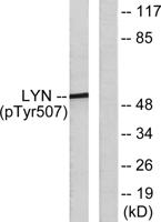 Lyn (phospho Tyr508) Polyclonal Antibody