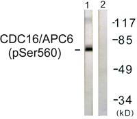 Cdc16 (phospho Ser560) Polyclonal Antibody