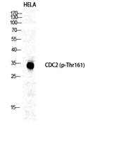 Cdc2 (phospho Thr161) Polyclonal Antibody