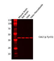 Cdc2 (phospho Tyr15) Polyclonal Antibody