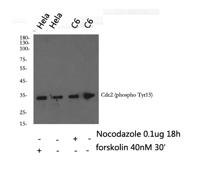 Cdc2 (phospho Tyr15) Polyclonal Antibody