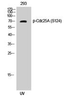 Cdc25A (phospho Ser124) Polyclonal Antibody