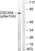 Cdc25A (phospho Ser124) Polyclonal Antibody