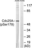 Cdc25A (phospho Ser178) Polyclonal Antibody