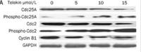 Cdc25A (phospho Ser75) Polyclonal Antibody