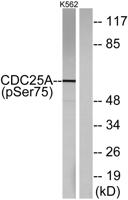 Cdc25A (phospho Ser75) Polyclonal Antibody