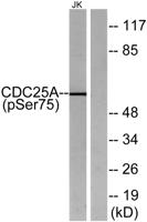 Cdc25A (phospho Ser75) Polyclonal Antibody