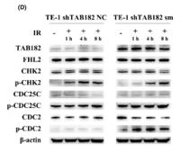 Cdc25C (phospho Ser216) Polyclonal Antibody