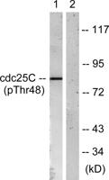 Cdc25C (phospho Thr48) Polyclonal Antibody