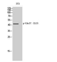 Cdc37 (phospho Ser13) Polyclonal Antibody