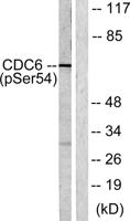 Cdc6 (phospho Ser54) Polyclonal Antibody