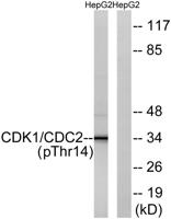 Cdk1/2/3 (phospho Thr14) Polyclonal Antibody