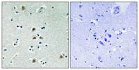 Cdk1/Cdc2 (phospho Thr161) Polyclonal Antibody