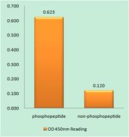 GRK 2 (phospho Ser29) Polyclonal Antibody