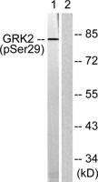 GRK 2 (phospho Ser29) Polyclonal Antibody