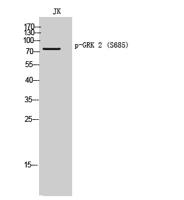 GRK 2 (phospho Ser685) Polyclonal Antibody