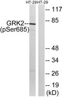 GRK 2 (phospho Ser685) Polyclonal Antibody