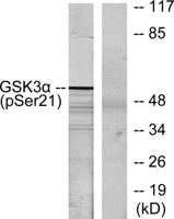 GSK3α (phospho Ser21) Polyclonal Antibody