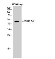 GSK3β (phospho Ser9) Polyclonal Antibody