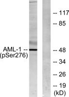 RUNX1 (phospho Ser249) Polyclonal Antibody