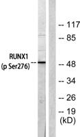 RUNX1 (phospho Ser276) Polyclonal Antibody