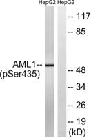 RUNX1 (phospho Ser435) Polyclonal Antibody