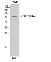 HBP1 (phospho Ser402) Polyclonal Antibody