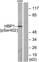 HBP1 (phospho Ser402) Polyclonal Antibody