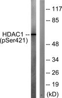 HDAC1 (phospho Ser421) Polyclonal Antibody